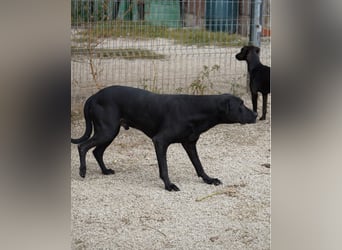 Csongor VA, zurückhaltend aber freundlich
