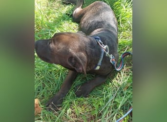 Apacs VA, kleiner Sonnenschein Apacs VA, kleiner Sonnenschein