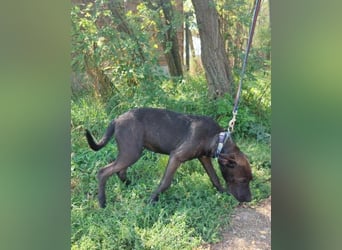 Apacs VA, kleiner Sonnenschein Apacs VA, kleiner Sonnenschein