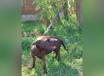 Apacs VA, kleiner Sonnenschein Apacs VA, kleiner Sonnenschein