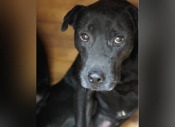 Csongor VA, zurückhaltend aber freundlich