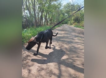 Apacs VA, kleiner Sonnenschein Apacs VA, kleiner Sonnenschein