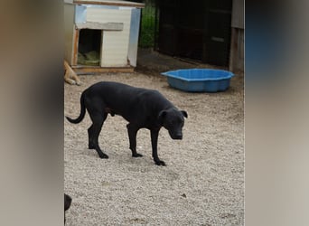 Csongor VA, zurückhaltend aber freundlich