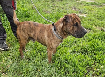 ORIK - entspannter Rüde