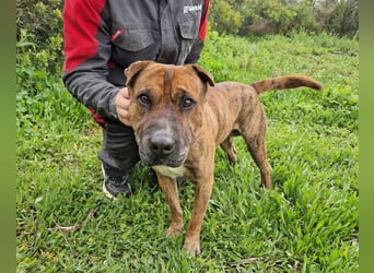 ORIK - entspannter Rüde