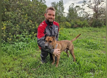 ORIK - entspannter Rüde