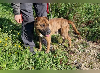 ORIK - entspannter Rüde