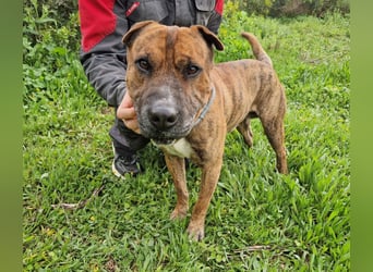 ORIK - entspannter Rüde