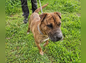 ORIK - entspannter Rüde