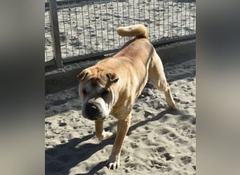 Matild - ruhige Hundedame