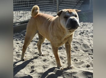 Matild - ruhige Hundedame