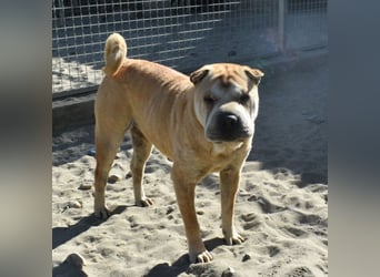 Matild - ruhige Hundedame