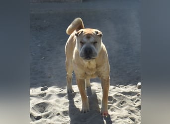 Matild - ruhige Hundedame