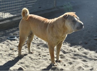 Matild - ruhige Hundedame