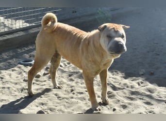 Matild - ruhige Hundedame