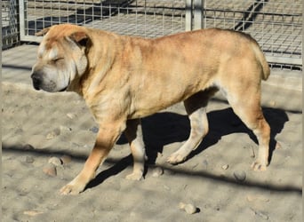 Matild - ruhige Hundedame