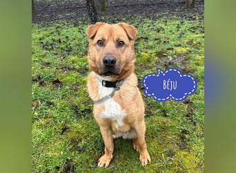 Béju ein sehr freundliches Wesen