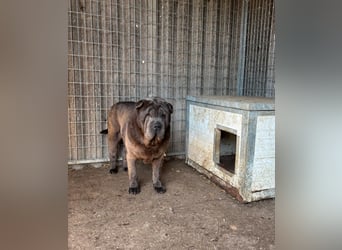 Bruno-PP – sanfter Shar-Pei-Rüde mit Herz sucht geduldige Menschen