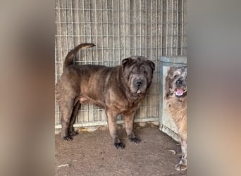 Bruno-PP – sanfter Shar-Pei-Rüde mit Herz sucht geduldige Menschen
