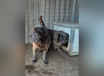 Bruno-PP – sanfter Shar-Pei-Rüde mit Herz sucht geduldige Menschen