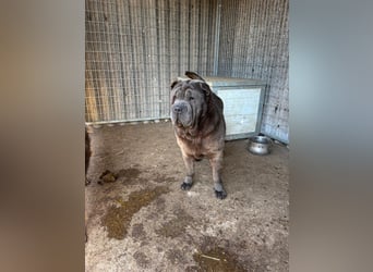 Bruno-PP – sanfter Shar-Pei-Rüde mit Herz sucht geduldige Menschen