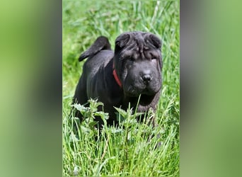 Viktor, ein großer Schatz mit kleinem Dickkopf