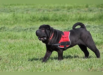 Viktor, ein großer Schatz mit kleinem Dickkopf