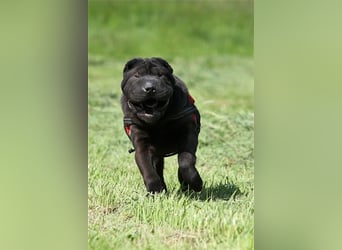 Viktor, ein großer Schatz mit kleinem Dickkopf