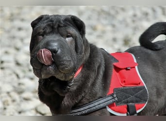 Viktor, ein großer Schatz mit kleinem Dickkopf