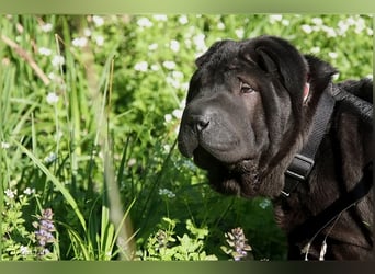 Viktor, ein großer Schatz mit kleinem Dickkopf