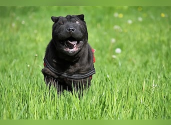 Viktor, ein großer Schatz mit kleinem Dickkopf