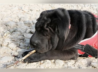 Viktor, ein großer Schatz mit kleinem Dickkopf