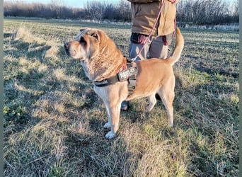 Maci, Charmeur sucht Wegbegleiter