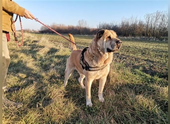 Maci, Charmeur sucht Wegbegleiter