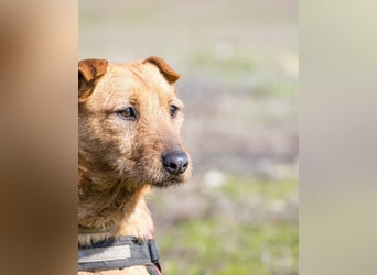 Barack SI - lieb, verträglich