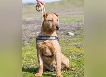 Barack SI - lieb, verträglich