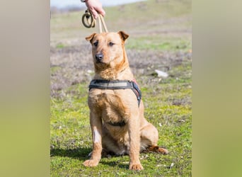 Barack SI - lieb, verträglich