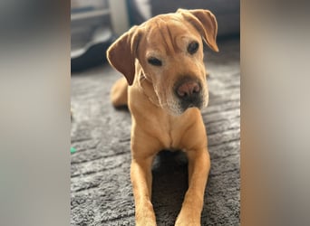 Lilly ❤️Ältere Herzensdame wartet in 23970