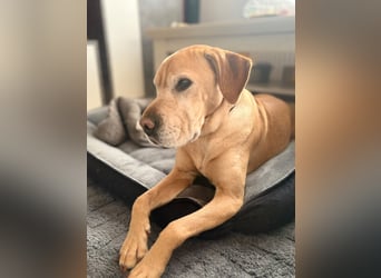 Lilly ❤️Ältere Herzensdame wartet in 23970