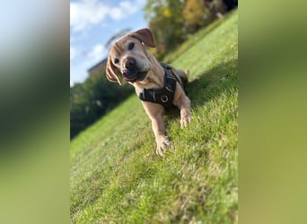 Lilly ❤️Ältere Herzensdame wartet in 23970