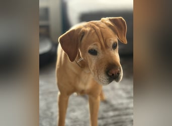 Lilly ❤️Ältere Herzensdame wartet in 23970