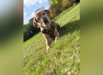 Lilly ❤️Ältere Herzensdame wartet in 23970
