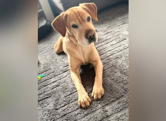 Lilly ❤️Ältere Herzensdame wartet in 23970