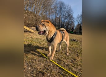 Briosa (Otto) sucht dringend neues Zuhause