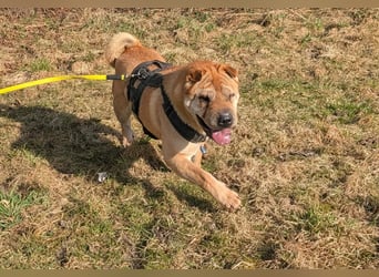 Briosa (Otto) sucht dringend neues Zuhause