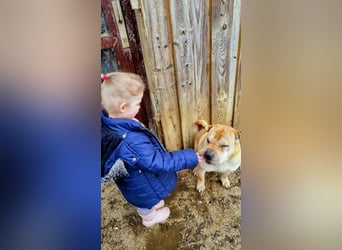 Briosa (Otto) sucht dringend neues Zuhause