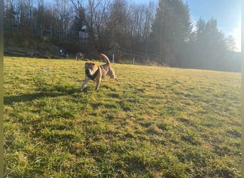 Briosa (Otto) sucht dringend neues Zuhause