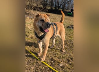 Briosa (Otto) sucht dringend neues Zuhause