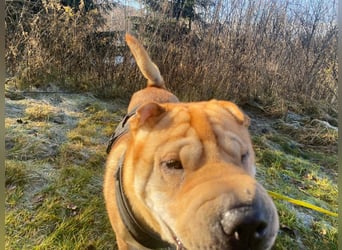 Briosa (Otto) sucht dringend neues Zuhause