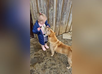 Briosa (Otto) sucht dringend neues Zuhause